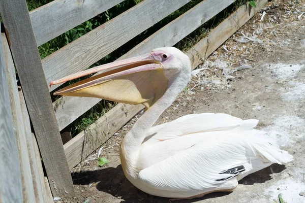 Büyük beyaz ya da doğu beyaz pelikan, pelikan veya beyaz pelikan, pelikan familyasından bir kuş türü. Güneydoğu Avrupa 'dan Asya' ya ve Afrika 'da bataklıklar ve sığ göllerde ürer..