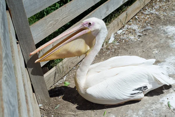 Büyük beyaz ya da doğu beyaz pelikan, pelikan veya beyaz pelikan, pelikan familyasından bir kuş türü. Güneydoğu Avrupa 'dan Asya' ya ve Afrika 'da bataklıklar ve sığ göllerde ürer..
