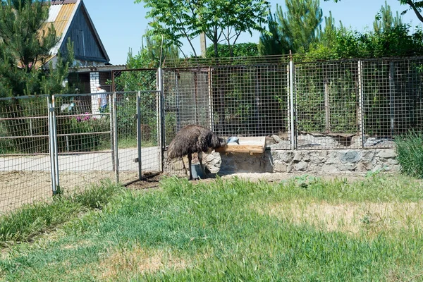 Een grote grijze struisvogel peeps uit door het hek van de dierentuin. — Stockfoto