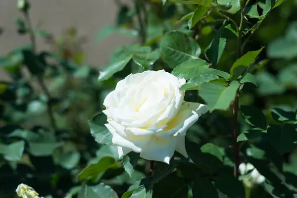Beau fond de bouton de rose Valentin que vous aimez / Une rose parfumée fleurie dans le jardin d'été . — Photo