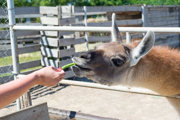 Nice Alpaca Animal Eats Visitors Hands Food Zoo — Stock Photo, Image