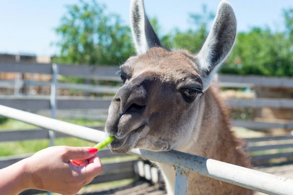 Gıda hayvanat bahçesinde elinden ziyaretçilerden bir güzel alpaka hayvan yiyor.