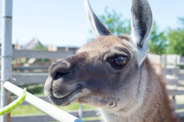 Gıda hayvanat bahçesinde elinden ziyaretçilerden bir güzel alpaka hayvan yiyor.