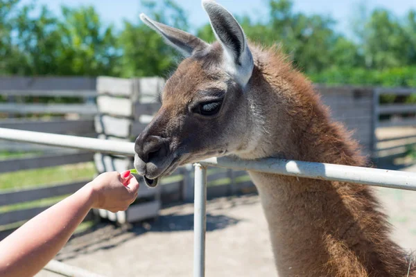 Gıda hayvanat bahçesinde elinden ziyaretçilerden bir güzel alpaka hayvan yiyor.