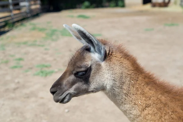Gıda hayvanat bahçesinde elinden ziyaretçilerden bir güzel alpaka hayvan yiyor.