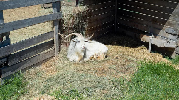 A szarvas kecske eszik szénát mögött a fából készült kerítés a farm. — Stock Fotó