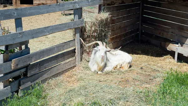 Boynuzlu keçi çiftliği ahşap çit arkasında saman yiyor.