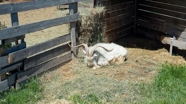 A cabra com chifres come feno atrás da cerca de madeira da fazenda . — Fotografia de Stock