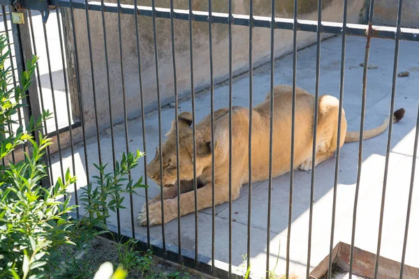 우아한 라이오 네 스는 철 케이지 뒤에 동물원에서 뼈를 gnaws. — 스톡 사진