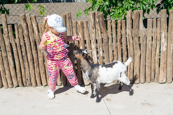 Un enfant, une petite fille, nourrit une chèvre dans une ferme . — Photo