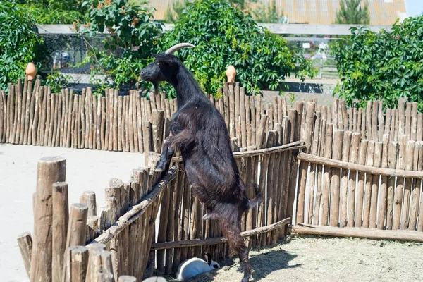 Boynuzlu keçi çiftliği ahşap çit arkasında saman yiyor.