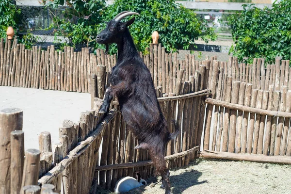 Boynuzlu keçi çiftliği ahşap çit arkasında saman yiyor.