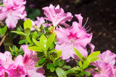 Tüm sera üzerinde çiçekli azaleas beyaz, pembe, kırmızı, bard renkleri kokusu yayılır.