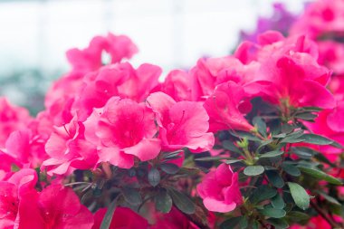 Tüm sera üzerinde çiçekli azaleas beyaz, pembe, kırmızı, bard renkleri kokusu yayılır.