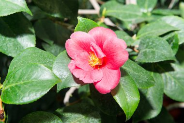 Parlak kırmızı Manolya baharda bahçede çiçek..