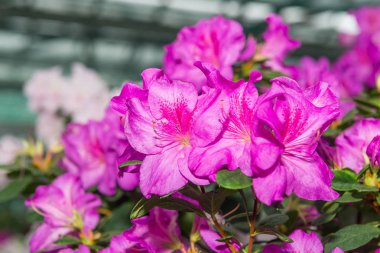 Tüm sera üzerinde çiçekli azaleas beyaz, pembe, kırmızı, bard renkleri kokusu yayılır.