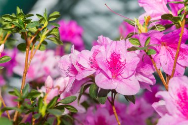 Tüm sera üzerinde çiçekli azaleas beyaz, pembe, kırmızı, bard renkleri kokusu yayılır.