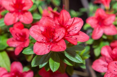 Tüm sera üzerinde çiçekli azaleas beyaz, pembe, kırmızı, bard renkleri kokusu yayılır.