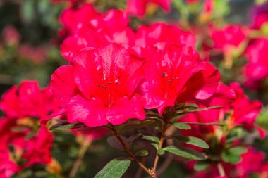 Tüm sera üzerinde çiçekli azaleas beyaz, pembe, kırmızı, bard renkleri kokusu yayılır.