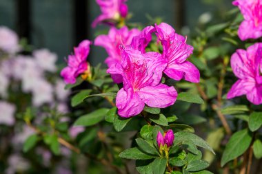Tüm sera üzerinde çiçekli azaleas beyaz, pembe, kırmızı, bard renkleri kokusu yayılır.