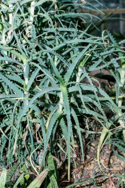 Sulu, dikenli çalı aloe vera - faydalı bitki tıp.