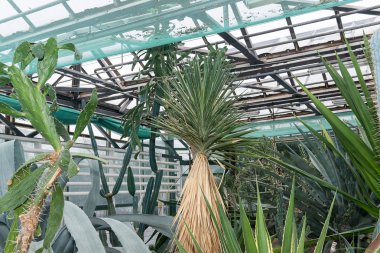 Farklı biçim ve renk, kaktüsler ve succulents büyümek serada.