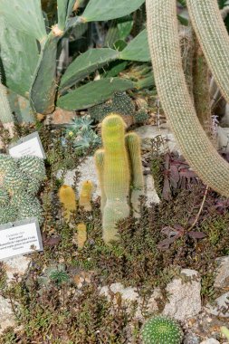 Farklı biçim ve renk, kaktüsler ve succulents büyümek serada.