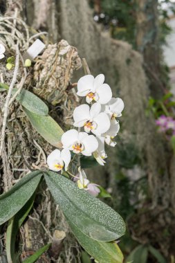 Çok renkli orkide çiçekli onların güzelliği içinde şaşırtıcı büyümek içinde orchidarium.