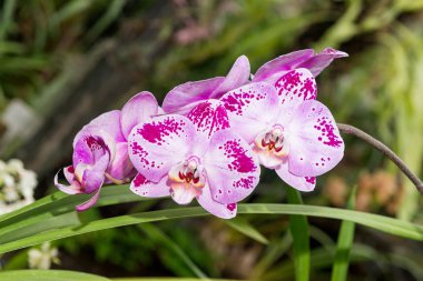 Çok renkli orkide çiçekli onların güzelliği içinde şaşırtıcı büyümek içinde orchidarium.