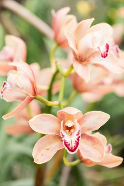 Çok renkli orkide çiçekli onların güzelliği içinde şaşırtıcı büyümek içinde orchidarium.