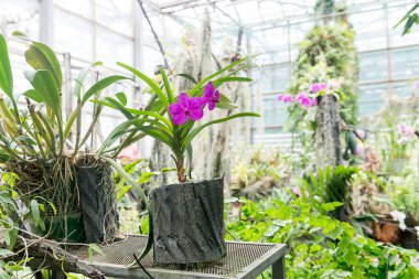 Çok renkli orkide çiçekli onların güzelliği içinde şaşırtıcı büyümek içinde orchidarium.
