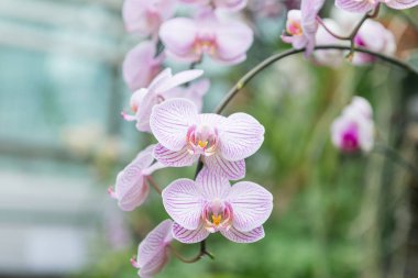 Çok renkli orkide çiçekli onların güzelliği içinde şaşırtıcı büyümek içinde orchidarium.
