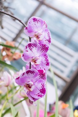 Çok renkli orkide çiçekli onların güzelliği içinde şaşırtıcı büyümek içinde orchidarium.