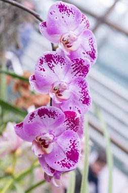 Çok renkli orkide çiçekli onların güzelliği içinde şaşırtıcı büyümek içinde orchidarium.