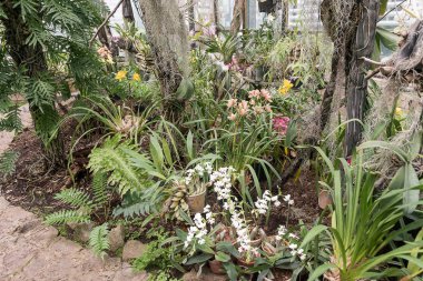Çok renkli orkide çiçekli onların güzelliği içinde şaşırtıcı büyümek içinde orchidarium.