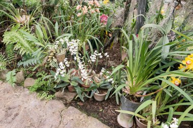 Çok renkli orkide çiçekli onların güzelliği içinde şaşırtıcı büyümek içinde orchidarium.