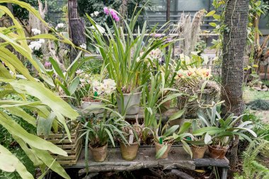 Çok renkli orkide çiçekli onların güzelliği içinde şaşırtıcı büyümek içinde orchidarium.