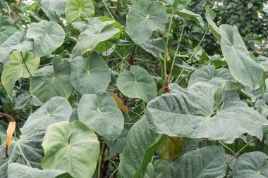 Beyaz spathiphyllium çalılar su birikintisi yakın büyümek.