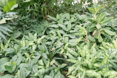 Çalılıkları difenbahya, hathiore, cereus bitkilerin Aglaones botanik bahçesi içinde büyümek..