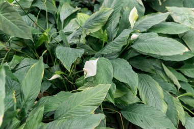 Beyaz spathiphyllium çalılar su birikintisi yakın büyümek.