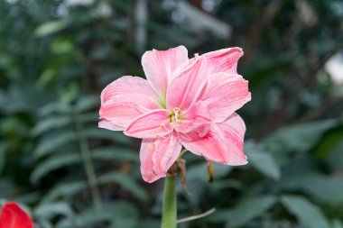 Gippeastrum yakın çekim büyük renkli çiçekler.