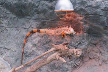 Uyuyan ejderhayı - yakın çekim portre bir dinlenme turuncu renkli erkek Yeşil İguana (Iguana Iguana).