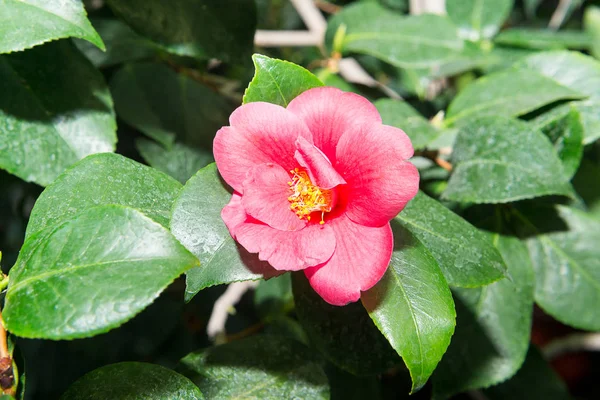 Uma Magnólia Vermelha Brilhante Floresceu Primavera Jardim — Fotografia de Stock