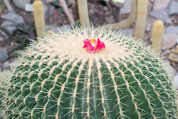 Enorme Cactus Espinoso Redondo Crece Invernadero —  Fotos de Stock