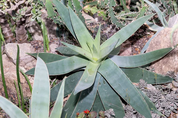 Aloe Vera Jugoso Espinoso Planta Útil Medicina — Foto de Stock