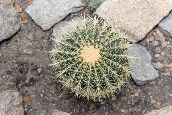 Enorme Cactus Espinoso Redondo Crece Invernadero —  Fotos de Stock