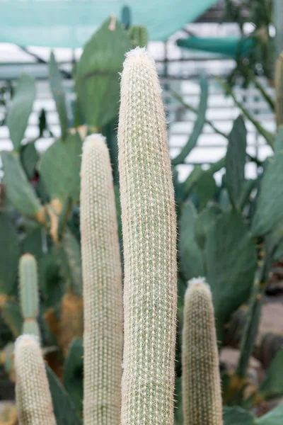 Diferentes Forma Color Los Cactus Suculentas Crecen Invernadero —  Fotos de Stock