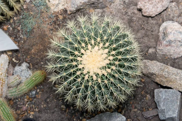 Enorme Cactus Espinoso Redondo Crece Invernadero — Foto de Stock
