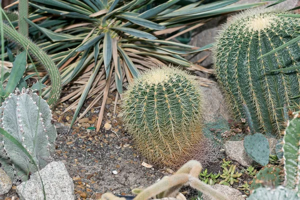 Enorme Cactus Espinoso Redondo Crece Invernadero —  Fotos de Stock