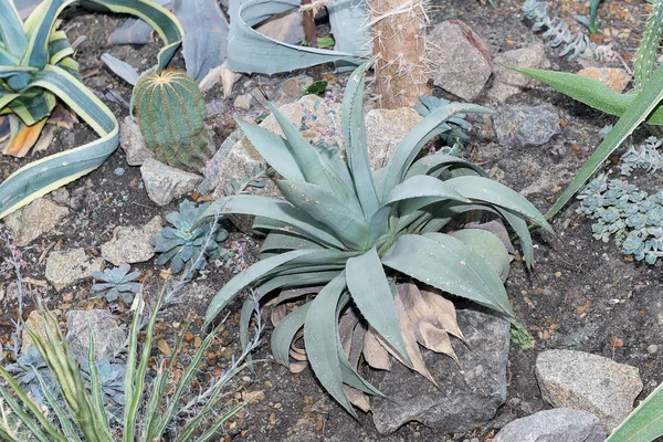 Aloe Vera Jugoso Espinoso Planta Útil Medicina — Foto de Stock